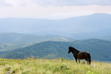 Image showing horse in the Carpathian Mountains
