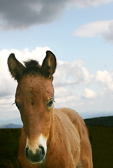 Image showing Foal