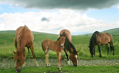 Image showing Foal