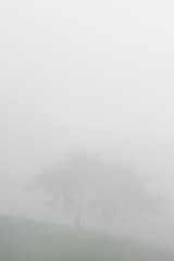 Image showing Tree in the fog