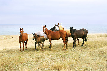 Image showing  Horses on the Beach