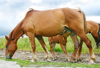 Image showing Mare nurses her young foal 