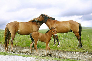 Image showing Horses family