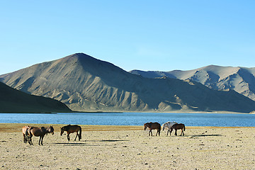 Image showing herd of horses