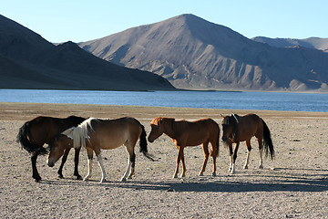 Image showing herd of horses