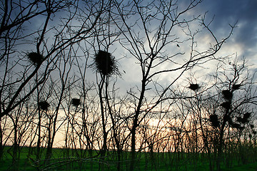 Image showing Crows nest