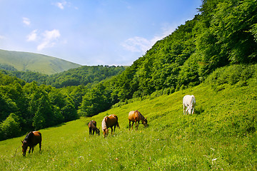 Image showing herd of horses