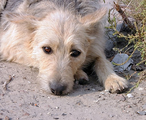 Image showing Old Dog