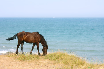 Image showing Horse on the beach