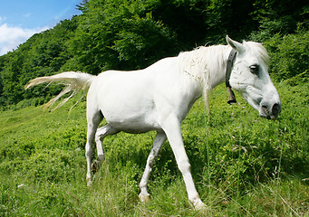 Image showing White horse