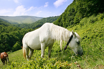 Image showing White horse