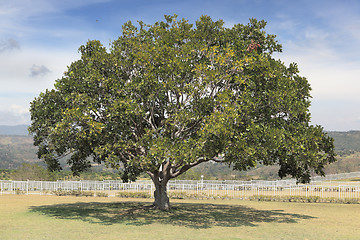 Image showing Exotic tree on Asian hilltop