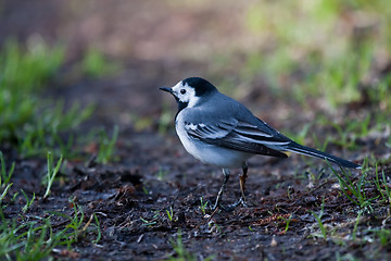 Image showing White wagtail