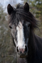 Image showing horses head