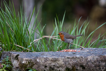 Image showing Robin