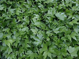 Image showing Ivy