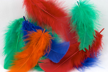 Image showing Dyed feathers