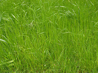 Image showing Grass meadow