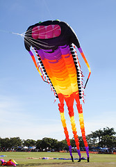 Image showing Giant Kite