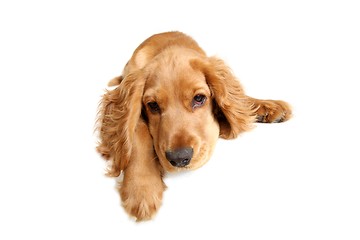 Image showing English Cocker Spaniel Baby Dog