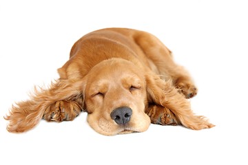 Image showing English Cocker Spaniel Baby Dog