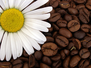 Image showing coffee