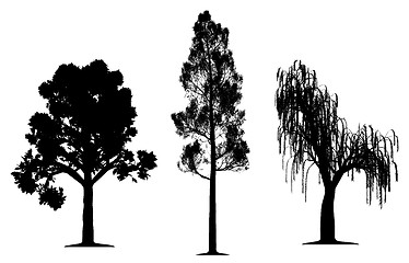 Image showing Oak, forest pine and weeping willow tree