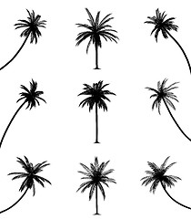 Image showing Palm trees