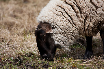 Image showing Grazing sheep