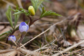 Image showing blue anemone