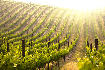 Image showing Beautiful Lush Grape Vineyard