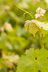 Image showing Beautiful Lush Grape Vineyard Leaves