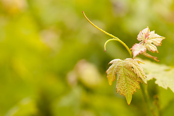 Image showing Beautiful Lush Grape Vineyard Leafs