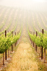 Image showing Beautiful Lush Grape Vineyard