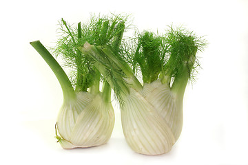 Image showing Fennel