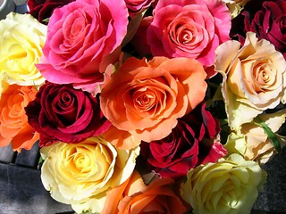 Image showing Coloured roses