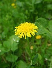 Image showing dandelion