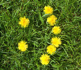 Image showing floral smile