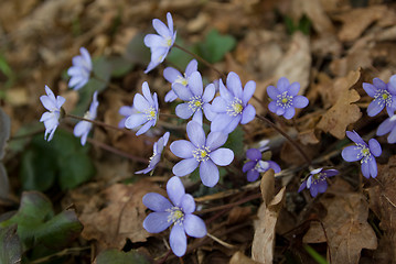 Image showing spring snowdrops