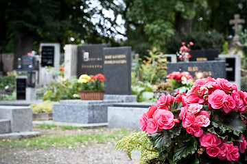 Image showing Pink begonia at a tombstone