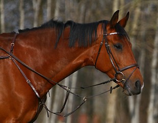 Image showing Horse portrait