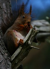 Image showing Squirrel sitting on a branch