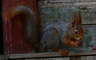 Image showing Squirrel with nut