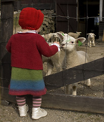 Image showing Little girl and lambs