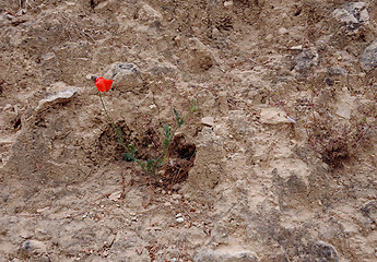 Image showing Lone Poppy on Stony Ground