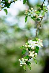 Image showing Blossom of apple tree