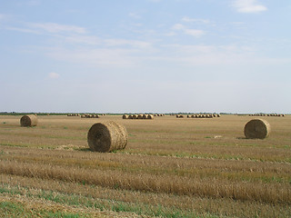 Image showing Agricultural landscape