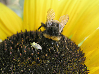 Image showing Beetle and bee on sunflower