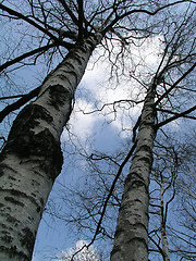 Image showing Birch trees