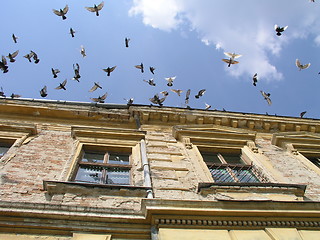 Image showing Doves flying